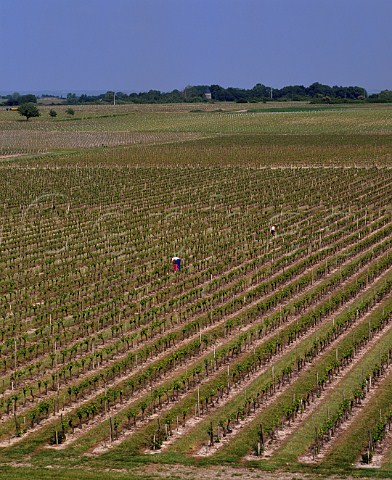 Vineyard of Chteau Blaignan Blaignan Gironde France   Mdoc Cru Bourgeois
