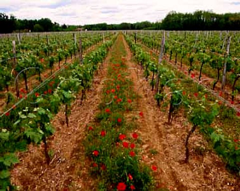 Spring flowers in vineyard at PujolssurCiron   Gironde France  Crons  Graves  Bordeaux