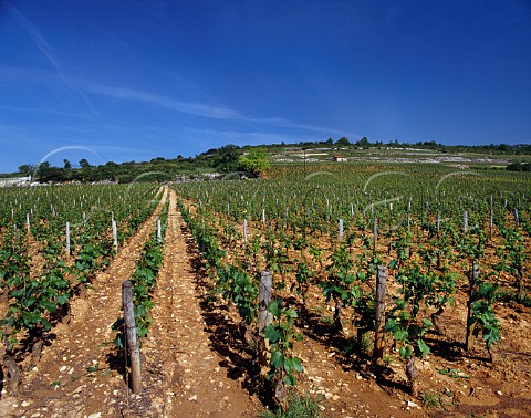 Le Montrachet vineyard with the hill of MontRachet beyond PulignyMontrachet Cte dOr France Cte de Beaune Grand Cru