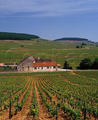 Vineyards at SavignylsBeaune with Hill of Corton in distance top right Cte dOr France Cte de Beaune