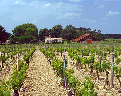 Vineyard at Chteau de la Commanderie   LalandedePomerol Gironde France   LalandedePomerol  Bordeaux