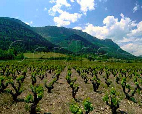Vineyard at CaudisDeFenouilldes   PyreneesOrientales Cotes du Roussillon