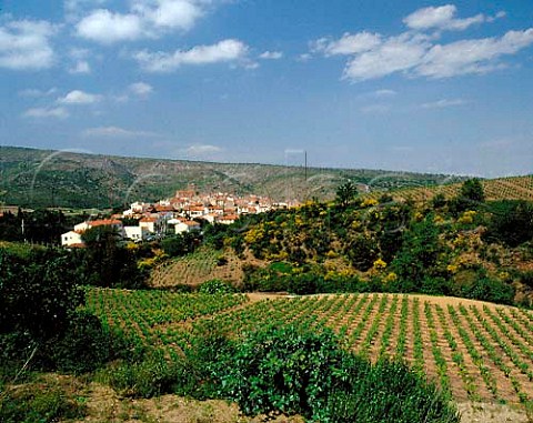 Vineyards around village of LatourdeFrance   PyrnesOrientales France   Ctes du RoussillonVillages LatourdeFrance