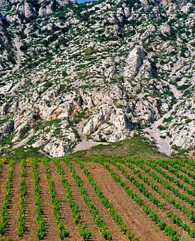 Vineyard above the village of Maury   PyrnesOrientales France   Maury VDN  Ctes du RoussillonVillages