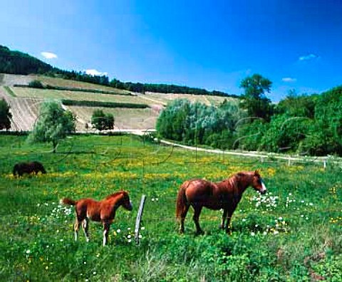 Horses in meadow with vineyards on the valley   slopes beyond  Baroville Aube France   Champagne