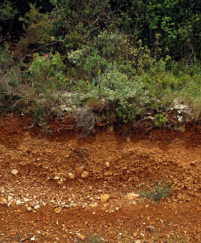 The red glacial soil and garrigue at Mas de Daumas Gassac Aniane Hrault France