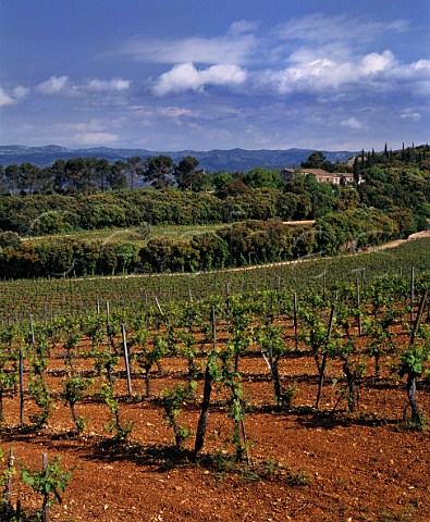 The original Cabernet Sauvignon vineyard of Mas de Daumas Gassac with the old farmhouse mas beyond Aniane Hrault France  