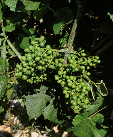 Immature Pinot Noir grapes in July Burgundy