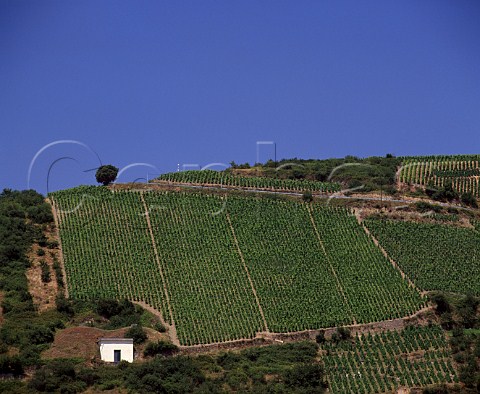 Steep vineyards of Guigal on the Cte Rtie Ampuis Rhne   France   Cte Rtie