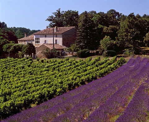Farmhouse viewed over lavender field and vineyard   Grignan Drme France     Coteaux du Tricastin