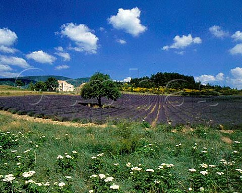Field of lavender near Aurel Vaucluse