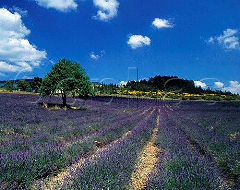 Field of lavender near Aurel Vaucluse