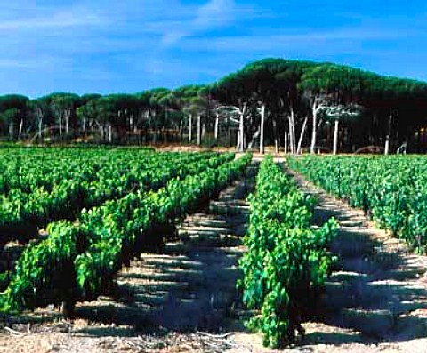 Vineyard and Mediterranean Pines at Ramatuelle on  the StTropez Peninsula Var France    Ctes de Provence