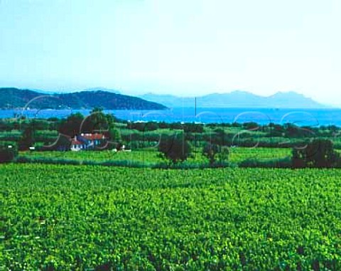 Vineyard by the sea at Ramatuelle on the StTropez   Peninsula Var France   Cte de Provence