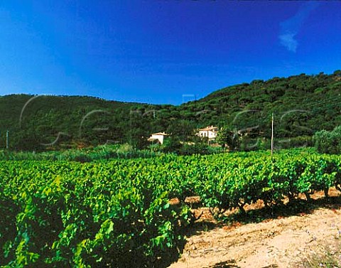Vineyard at Ramatuelle on the StTropez Peninsula    Var France    Ctes de Provence