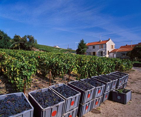 Harvested Pinot Noir grapes at Mutigny Marne France Montagne de Reims  Champagne