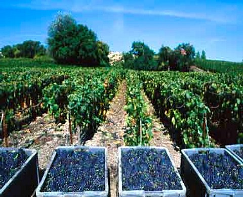 Harvested Pinot Noir grapes at Mutigny on the   Montagne de Reims  Champagne