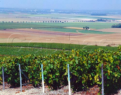 View north over vineyards to Reims from near Mailly   on the Montagne de Reims Champagne