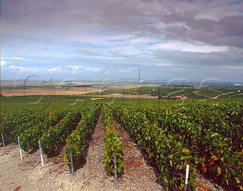 View north over the vineyards from near Mailly on   the Montagne de Reims Champagne