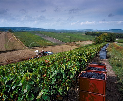 Boxes of harvested Pinot Noir grapes by vineyard on the Montagne de Reims near Mailly Marne France    Champagne