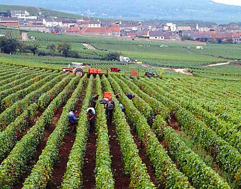 Harvesting Pinot Noir grapes at Mailly on the   Montagne de Reims Champagne