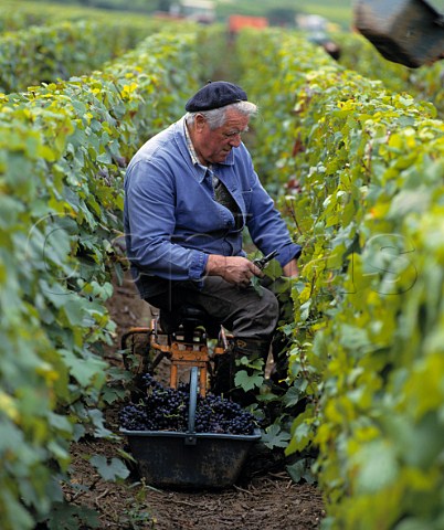 Man in beret picking Pinot Noir grapes at Mailly on   the Montagne de Reims Marne France    Champagne