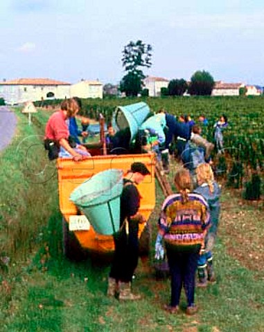 Hod carrier tipping harvested grapes into trailer at   Chteau Ptrus Pomerol Gironde France  Pomerol  Bordeaux