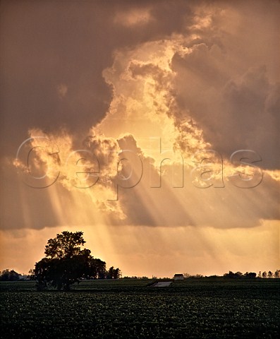 Shafts of sunlight from a stormy evening sky over vineyards of StJulien Gironde France Mdoc  Bordeaux