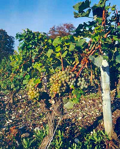 Ripe Semillon grapes in vineyard of Chteau   Suduiraut Sauternes Gironde France  Sauternes  Bordeaux