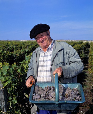 Christophe Glaverie with basket of botrytised   Semillon grapes  Sauternes Gironde France  Sauternes  Bordeaux