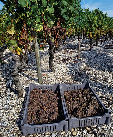 Crates of botrytised Semillon grapes on the gravel soil in vineyard of Chteau de RayneVigneau Bommes Gironde France  Sauternes  Bordeaux