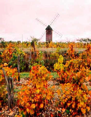 Windmill above vineyard at Les Bordes   near SullysurLoire Loiret France  Vin de Pays du Jardin de la France