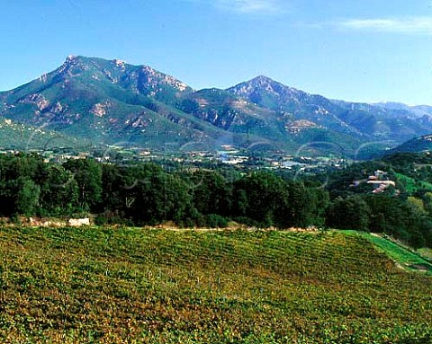 Vineyard of Clos Capitoro at Pisciatella Corsica    AC Ajaccio