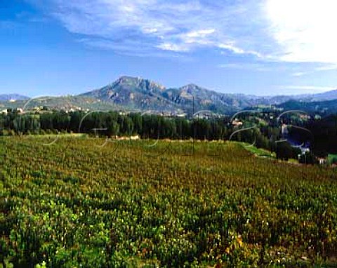 Vineyard of Clos Capitoro at Pisciatella Corsica    AC Ajaccio