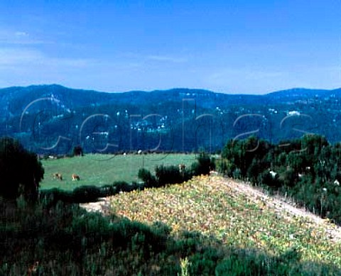 Vineyard near PetretoBicchisano Corsica