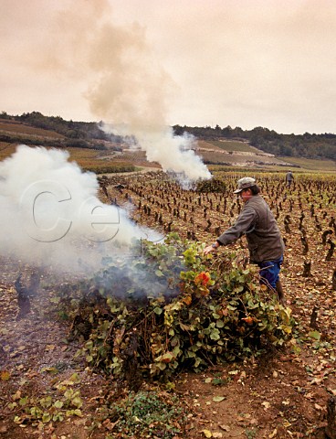 Burning vine prunings in late autumn in Les Bonnes Mares vineyard ChambolleMusigny Cte dOr France Cte de Nuits Grand Cru