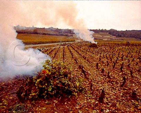 Burning vine prunings in late autumn in Les Bonnes   Mares vineyard ChambolleMusigny Cote de Nuits   Grand Cru