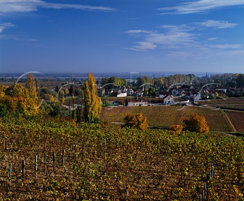 View over Les Musigny Grand Cru vineyard to village of Vougeot Cte dOr France Cte de Nuits