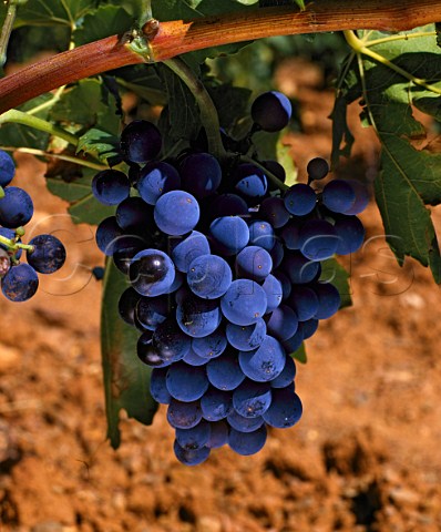 Grenache grapes on red soil  