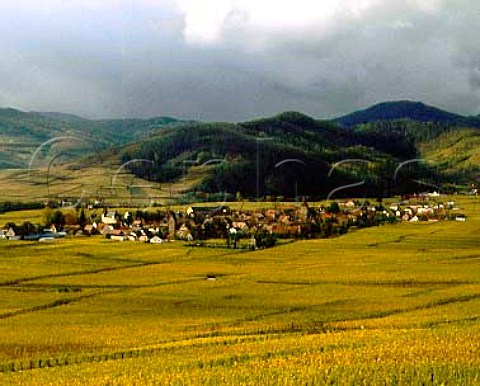 Kientzheim over the Furstentum Vineyard in autumn   HautRhin France    Alsace Grand Cru