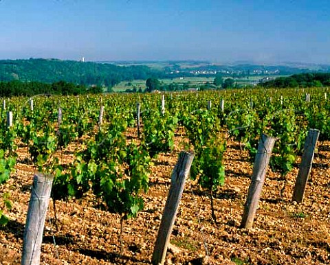 Vineyard near Vendme LoireetCher France   Coteaux du Vendmois