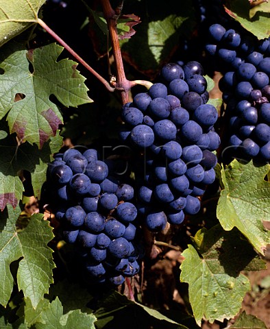 Gamay grapes Beaujolais France