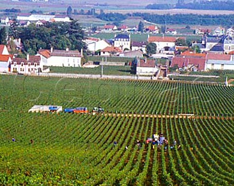 Harvesting in la Tache vineyard at VosneRomanee   CotedOr Owned by Domaine de la RomaneeConti this   is a Burgundy Grand Cru vineyard