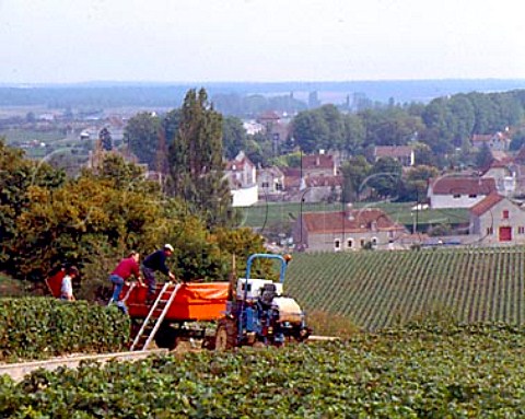Harvesting in les Amoureuses vineyard of Domaine Comte Georges de Vogue at ChambolleMusigny with the village of Vougeot beyond Cte dOr France
