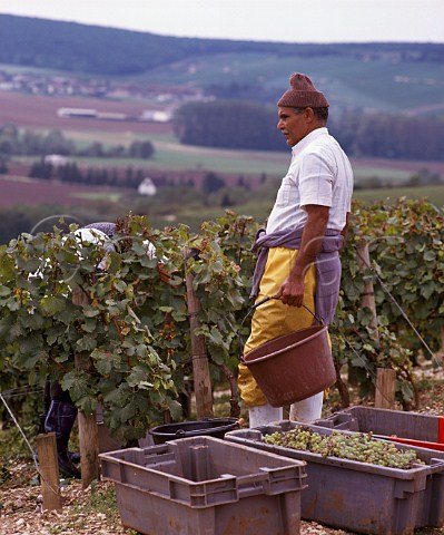 Harvesting Chardonnay grapes in Les Preuses vineyard of Joseph Drouhin Chablis   Yonne France  Chablis Grand Cru