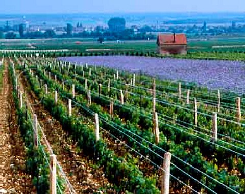 Phacelia planted in section of les Poulaillres  vineyard VosneRomane Cte dOr  France  Cte de Nuits Grand Cru