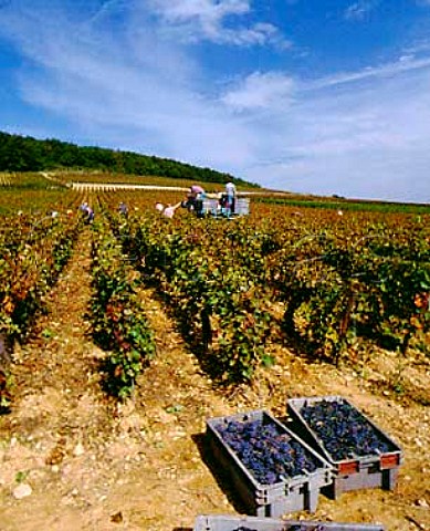Harvesting in Vergelesses vineyard of   Domaine Bize SavignylsBeaune Cte dOr France