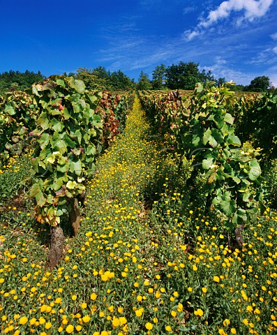 Summer flowers in Aux Guettes vineyard SavignylsBeaune Cte dOr France Cte De Beaune Premier Cru