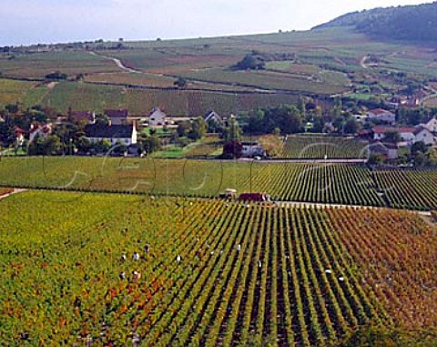 Harvesting Pinot Noir in les Breterins vineyard   AuxeyDuresses Cote dOr France  Cote de Beaune   Premier Cru