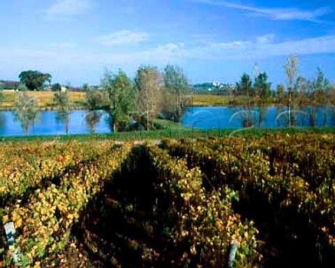 Vineyards of Chateau la Grave Bechade at   Baleyssagues with the hilltop town of Duras and its   chateau in the distance LotetGaronne France AC   Cotes de Duras